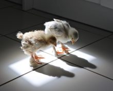 Comedy Pet Photography Awards: финалисты конкурса смешных фотографий домашних животных