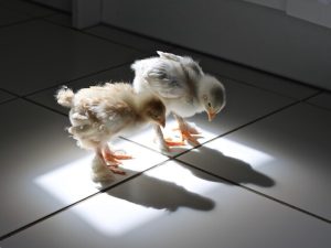 Comedy Pet Photography Awards: финалисты конкурса смешных фото домашних животных