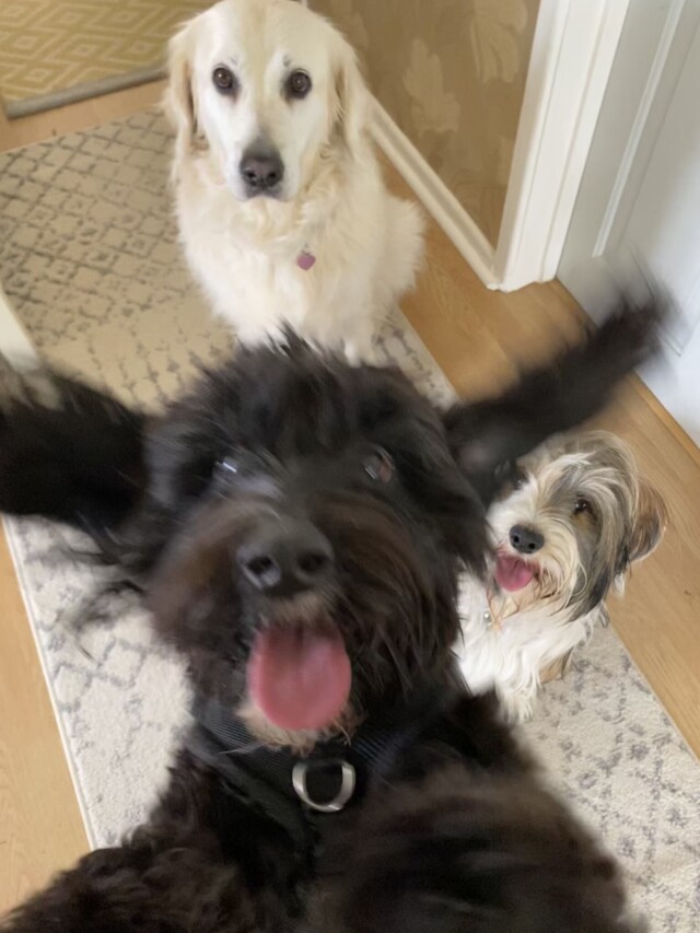 Comedy Pet Photography Awards: финалисты конкурса смешных фотографий домашних животных