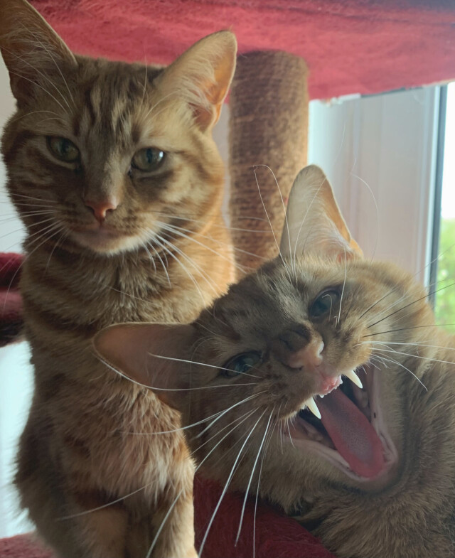 Comedy Pet Photography Awards: финалисты конкурса смешных фотографий домашних животных