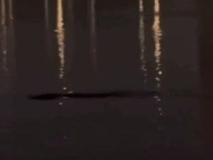 В  Южной Корее рыбак наткнулся на загадочное существо в воде и снял его