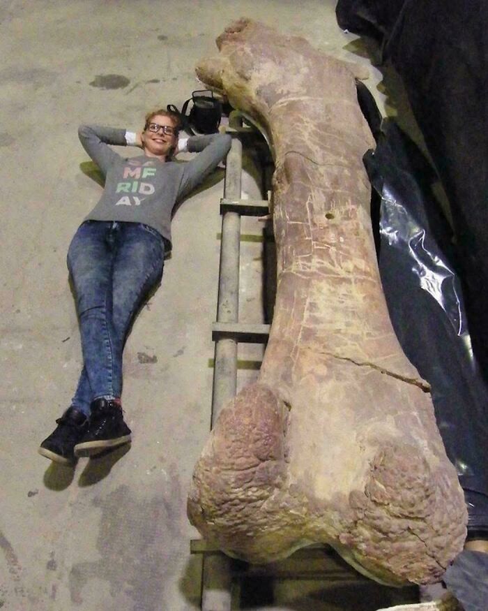 Доисторические существа, которые внушали бы ужас, если бы дожили до наших дней
