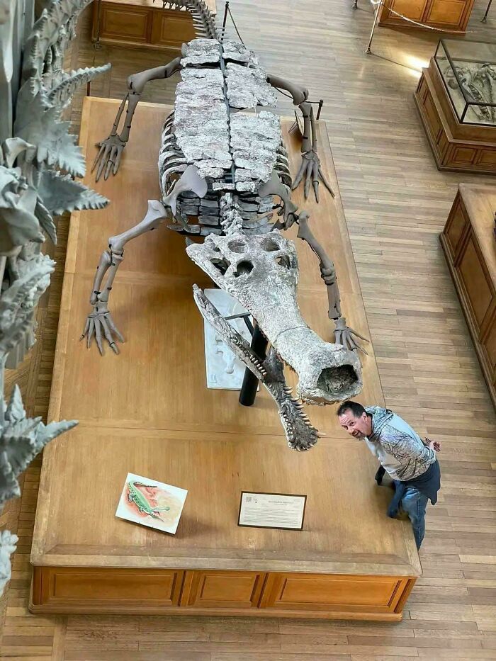 Доисторические существа, которые внушали бы ужас, если бы дожили до наших дней