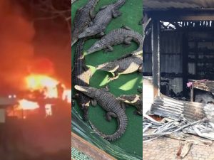 Страшный пожар в зоопарке Ейска: свыше 30 крокодилов вывезли заранее