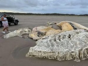 Гигантскую тушу неизвестного существа нашли на пляже Британии
