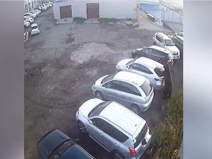 Медведь убил женщину и напал на мужчину в Петропавловске-Камчатском