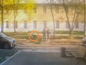 Москвичку первой в России оштрафовали за неубранную мочу собаки