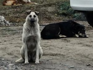 Собака загрызла