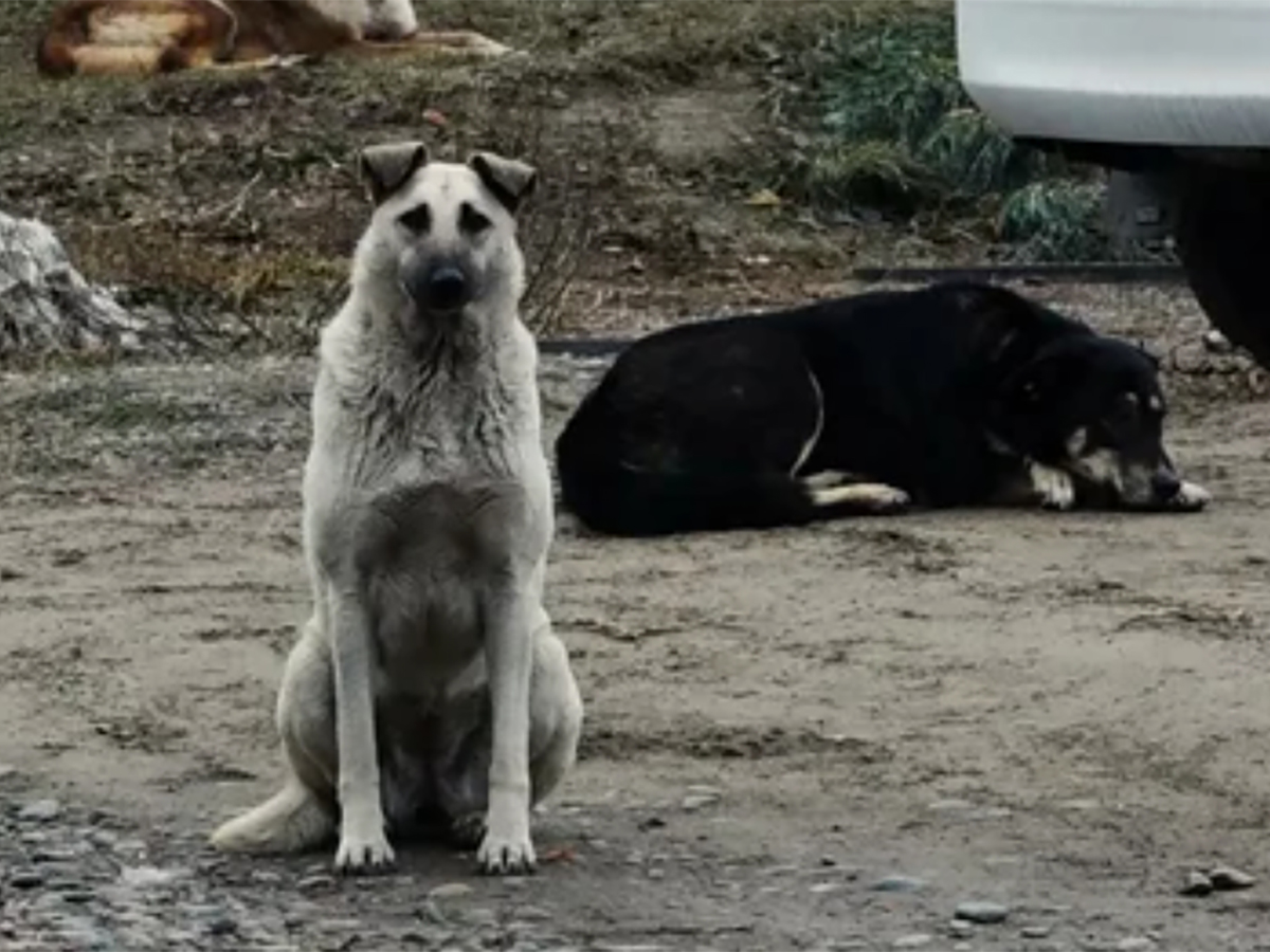 Собака загрызла