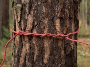 Около привязанной к дереву россиянки без головы нашли странные предметы