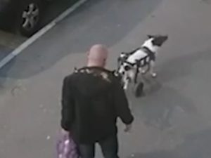 В Подольске задержан жестоко мучивший собаку-инвалида мужчина