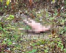 Голую обезглавленную женщину нашли в парке Екатеринбурга