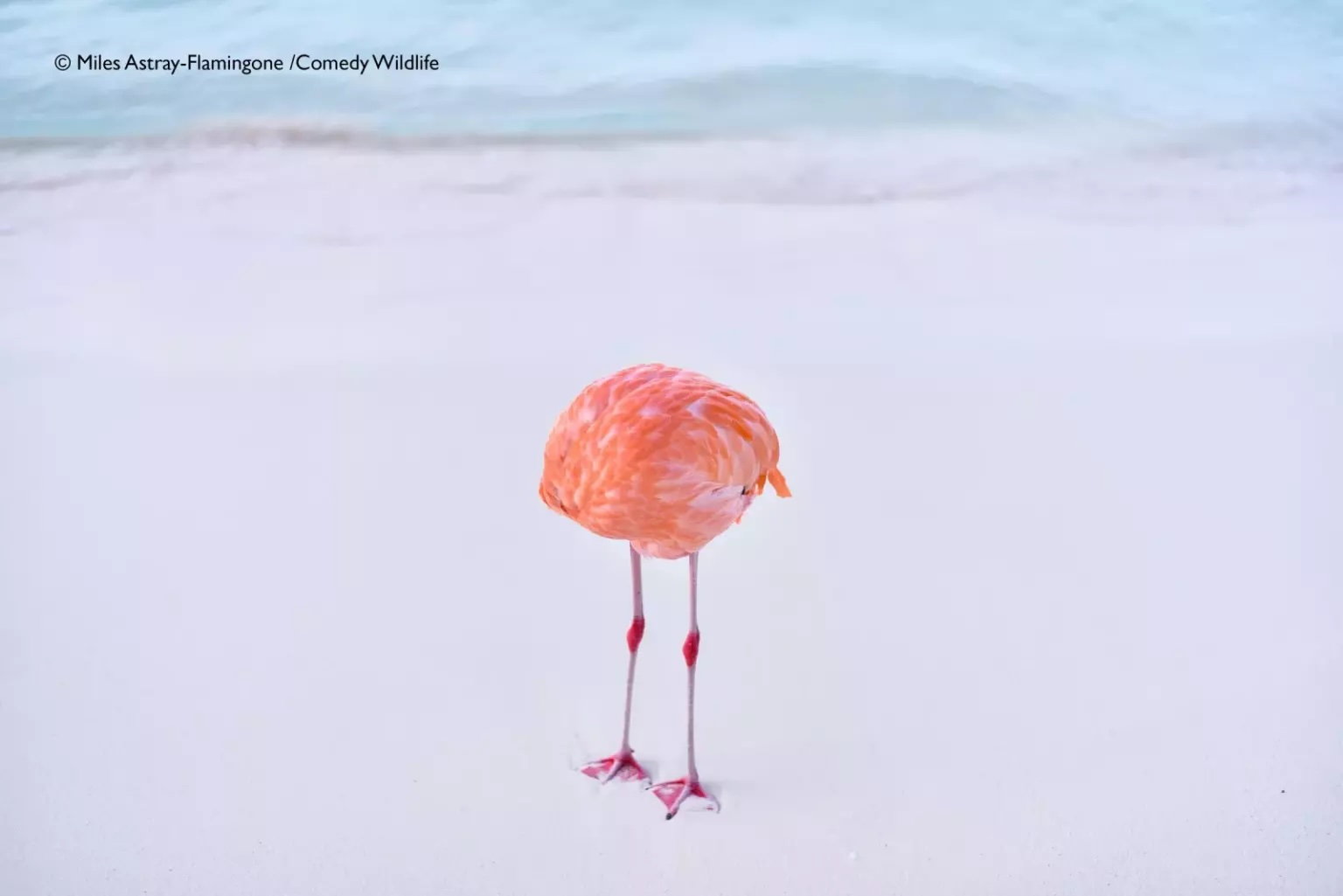 Конкурс комедийных фотографий дикой природы показал финалистов 2025 года