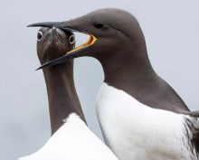 Конкурс комедийных фотографий дикой природы показал финалистов 2025 года