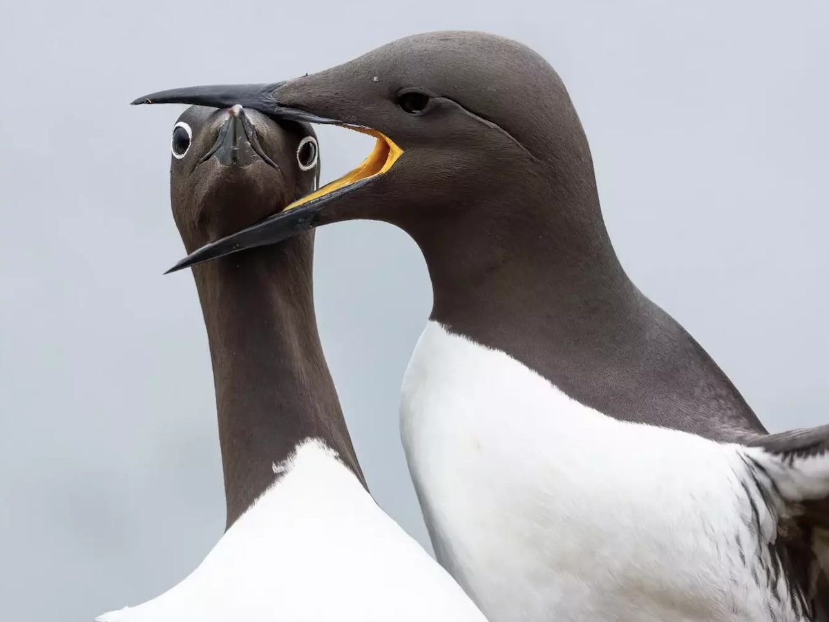 Конкурс комедийных фотографий дикой природы показал финалистов 2025 года