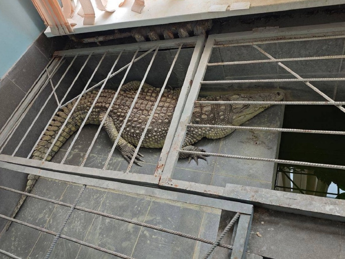 Видео с крокодилом, живущим 20 лет в редакции «Обнинск ТВ», вызвало скандал