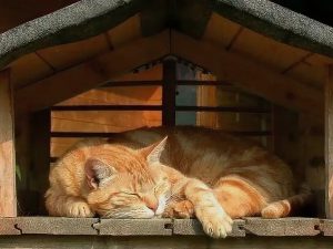 Ученые нашли связь между шизофренией и содержанием кошек дома