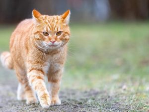 «Не мяукают, а нявкают»: журналист в Львове пожаловался на «русскоязычных» котов