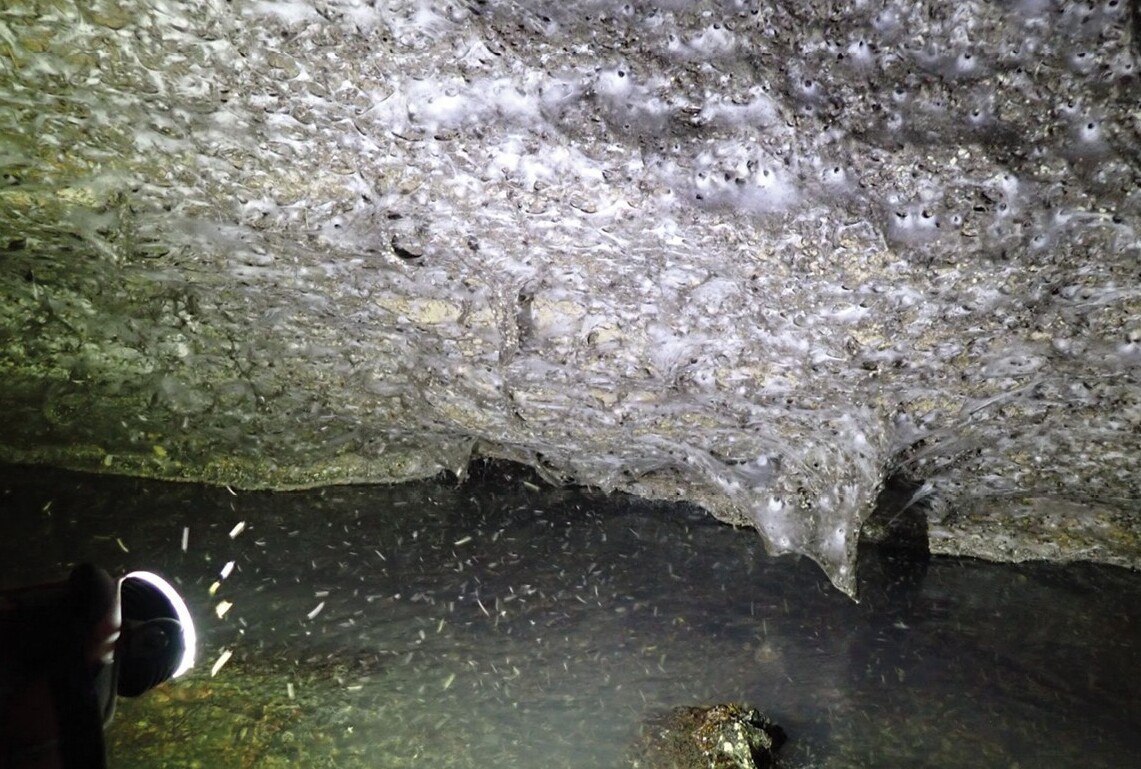 Крупнейшая в мире паутина с пауками обнаружена на границе Албании и Греции