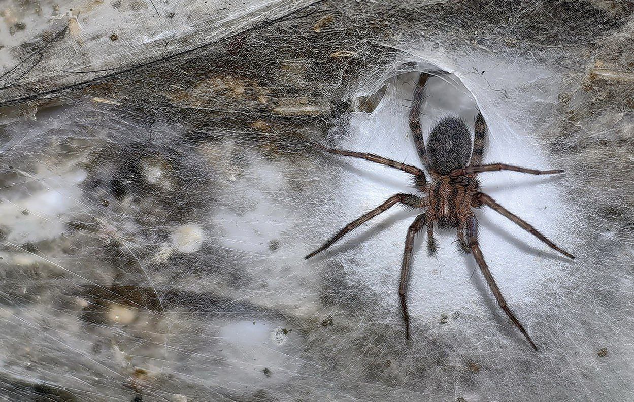 Крупнейшая в мире паутина с пауками обнаружена на границе Албании и Греции