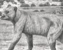 уракан Борисяка новый вид