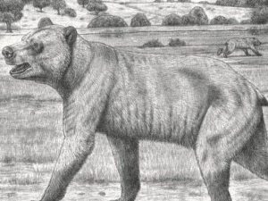 уракан Борисяка новый вид