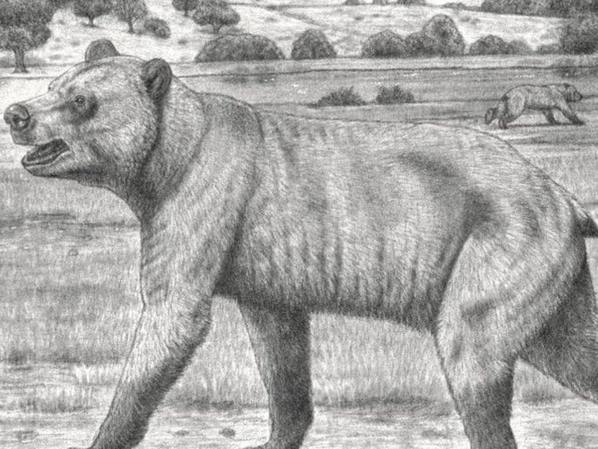 «Панда из ада»: при раскопках в России нашли вымершего гигантского медведя