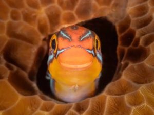 Конкурс комедийных фотографий дикой природы 2025 года