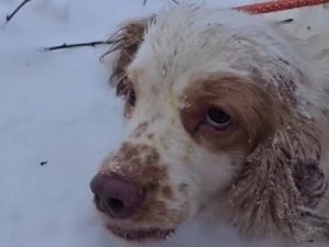 В Пскове уволили чиновницу, которая выбросила на мороз 25 собак