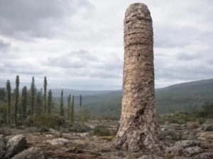 Найдена новая форма жизни, существовавшая на земле около 410 млн назад