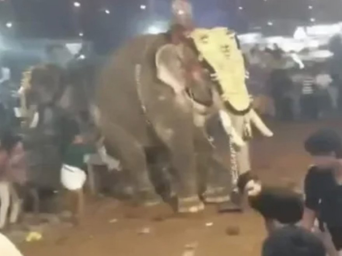 Бешеный слон затоптал два десятка человек на празднике в Индии