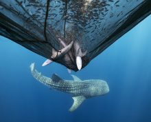 20 снимков, которые стали главными кадрами «Международного конкурса фотографии 2025 года»