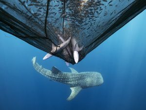 20 снимков, которые стали главными кадрами «Международного конкурса фотографии 2025 года»