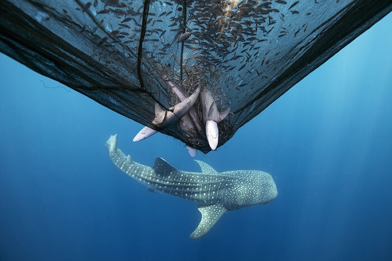 20 снимков, которые стали главными кадрами «Международного конкурса фотографии 2025 года»