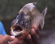 «Вырывали куски мяса»: туристы в Аргентине пострадали от нападения пираний