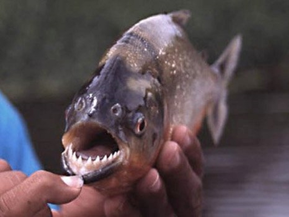 «Вырывали куски мяса»: туристы в Аргентине пострадали от нападения пираний