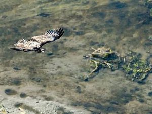 Орел спас российского штурмовика от украинского дрона