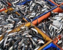 Поставки рыбы в Россию