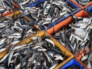 Поставки рыбы в Россию