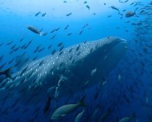 Топ-25 лучших мини-сериалов по версии пользователей на IMDb