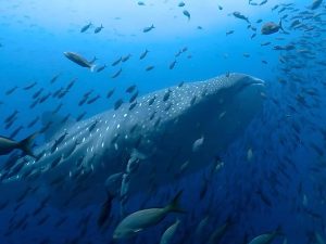 Топ-25 лучших мини-сериалов по версии пользователей на IMDb