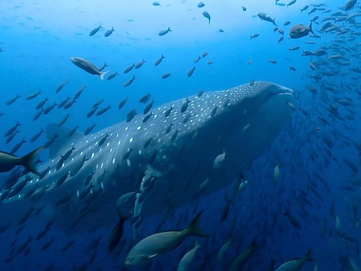 Топ-25 лучших мини-сериалов по версии пользователей на IMDb