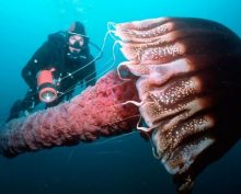 Бездна смотрит в ответ: фотографии, после которых океан пугает всерьеpьез