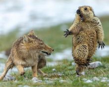 Комичные фото дикой природы, где всё решило одно удачное мгновение