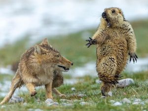 Комичные фото дикой природы, где всё решило одно удачное мгновение