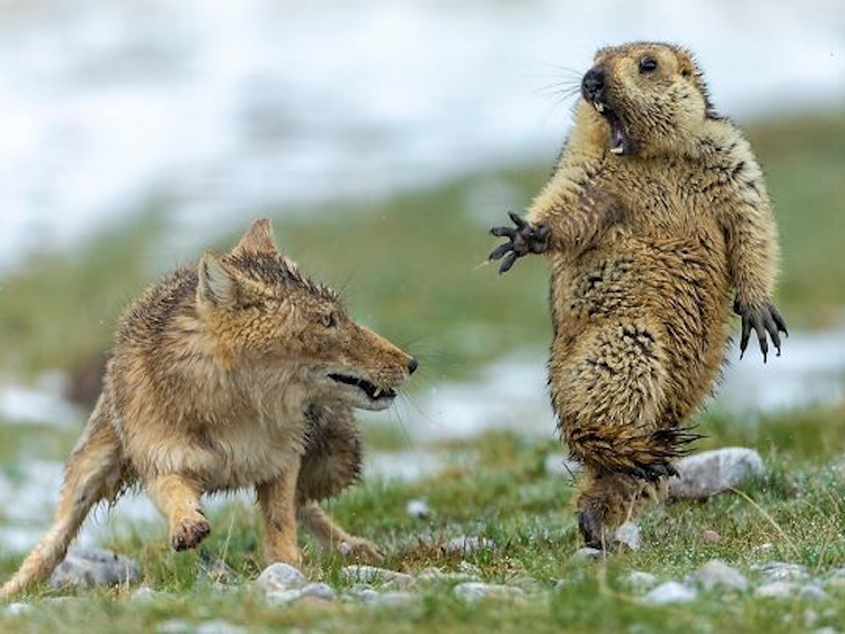 Комичные фото дикой природы, где всё решило одно удачное мгновение