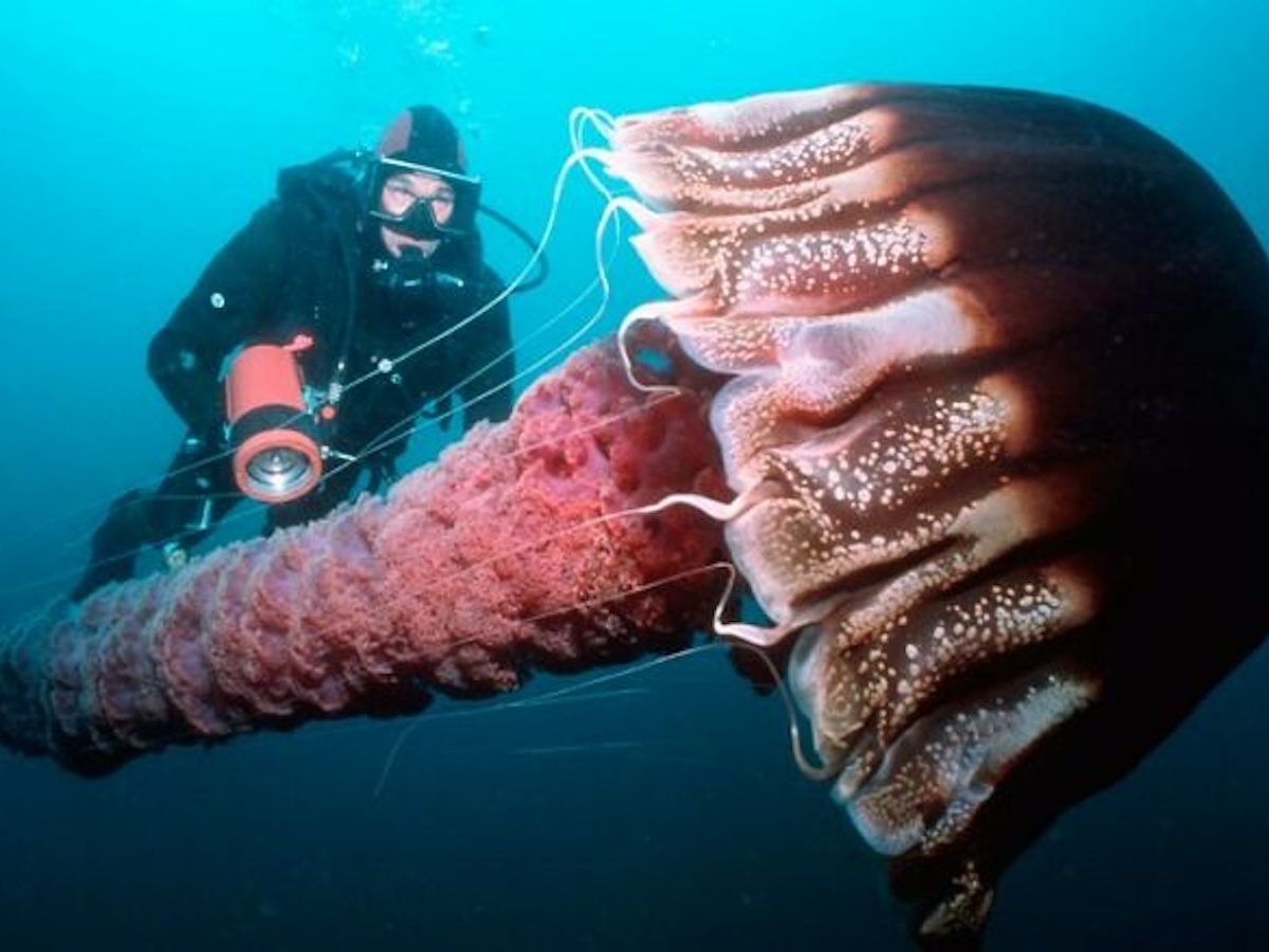 Бездна смотрит в ответ: фотографии, после которых океан пугает всерьеpьез