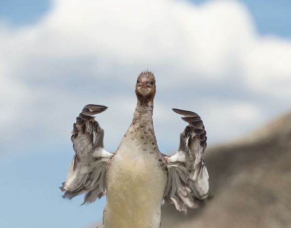 Комичные фото дикой природы, где всё решило одно удачное мгновение