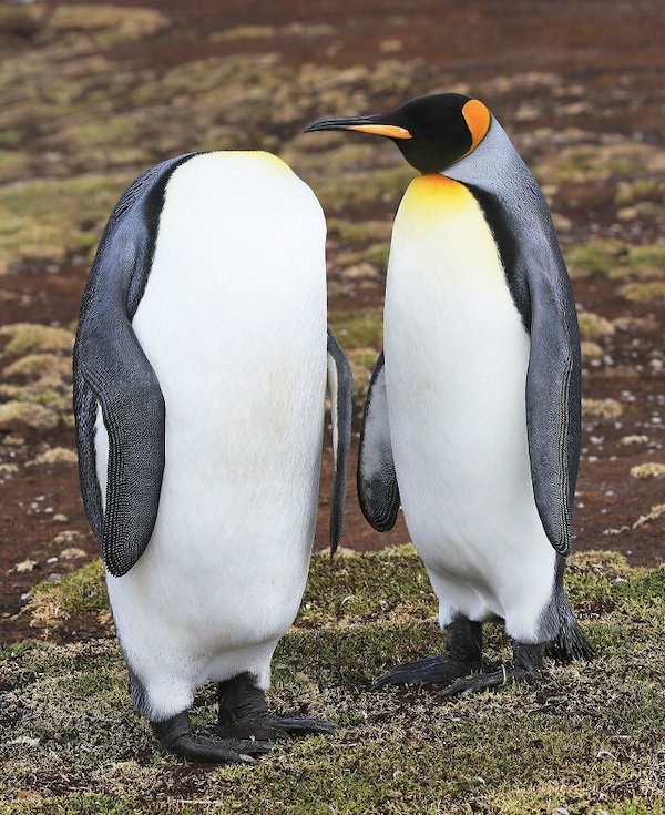 Комичные фото дикой природы, где всё решило одно удачное мгновение