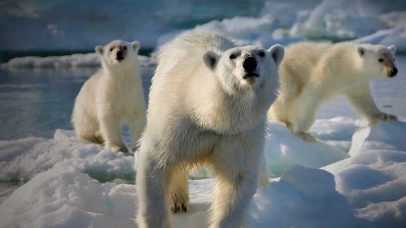 Топ-25 лучших мини-сериалов по версии пользователей на IMDb